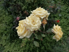 Rosa