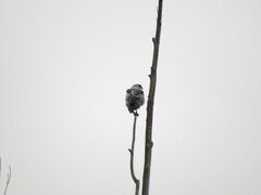 Geranoaetus melanoleucus