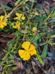 Hibbertia linearis