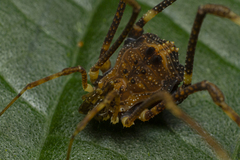 Gonyleptidae