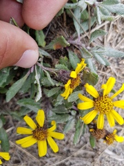 Senecio procumbens