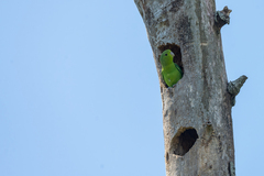 Forpus xanthopterygius