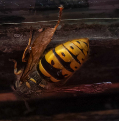 Vespula vulgaris