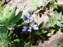 Lupinus arcticus