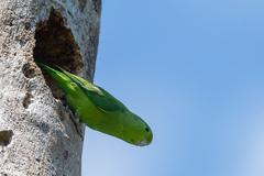 Forpus xanthopterygius