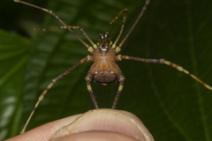 Gonyleptidae