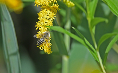 Dasypoda hirtipes