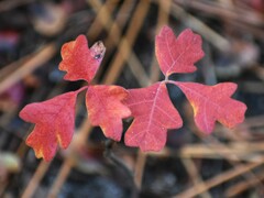 Toxicodendron pubescens