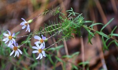 Ionactis linariifolia