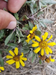 Senecio procumbens