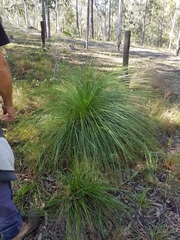 Xanthorrhoea johnsonii