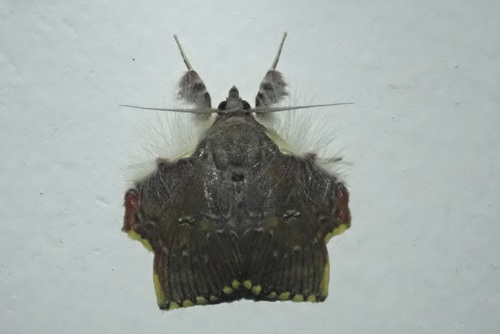 Sosxetra grata