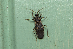 Reduviinae