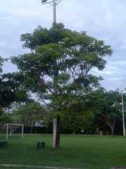 Handroanthus guayacan