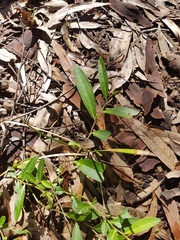 Eremophila debilis