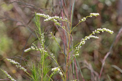Eupatorium leptophyllum