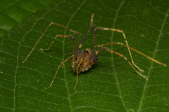Gonyleptidae