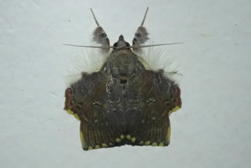 Sosxetra grata