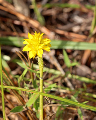 Polygala rugelii