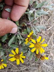 Senecio procumbens