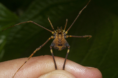 Gonyleptidae