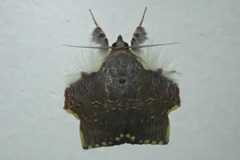 Sosxetra grata