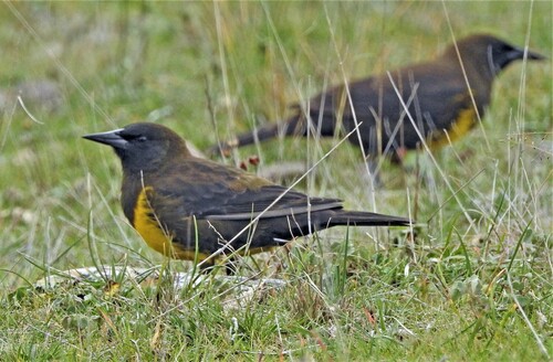 Brown-and-yellow Marshbird (Pseudoleistes virescens), photo 8