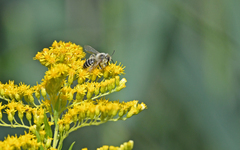 Dasypoda hirtipes
