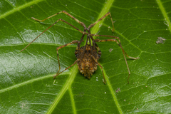 Gonyleptidae