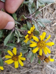 Senecio procumbens