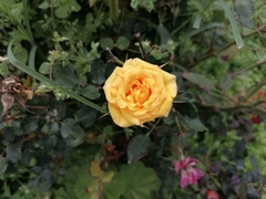 Rosa