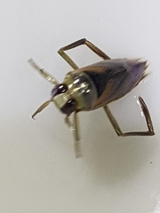 Notonecta maculata
