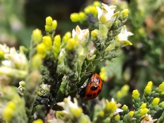 Harmonia axyridis