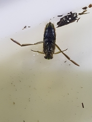 Notonecta maculata
