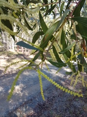 Acacia leiocalyx