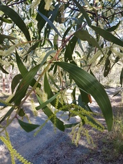 Acacia leiocalyx