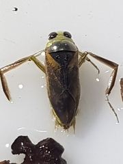 Notonecta maculata