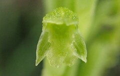 Microtis arenaria