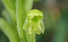 Microtis arenaria