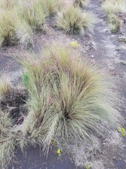 Festuca tolucensis
