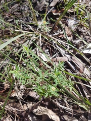 Pimelea linifolia