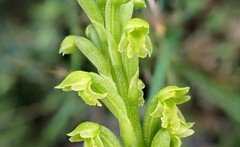 Microtis arenaria