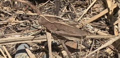 Xyleus discoideus