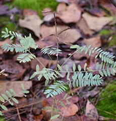 Ionactis linariifolia