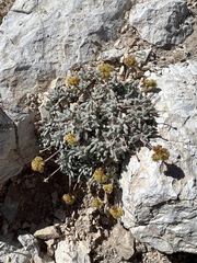 Eriogonum shockleyi