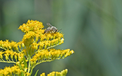 Dasypoda hirtipes