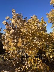 Populus deltoides