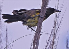 Pseudoleistes virescens