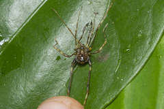 Gonyleptidae