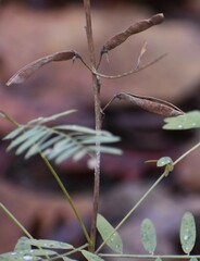 Tephrosia virginiana